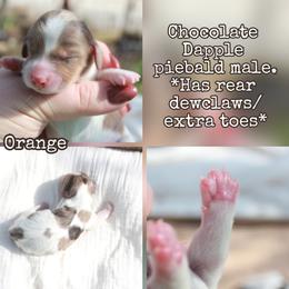Orange - Dapple male Dachshund puppy in Allons, Tennessee from Amber's Flock Homestead