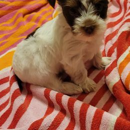 Yorkshire Terrier Puppies from Hidden Gems Parti Yorkies