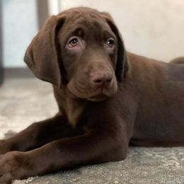 Labrador Retrievers from Texas King’s Labradors