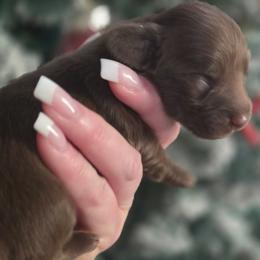 Chocolate boy - Chocolate male Dachshund puppy in Port Charlotte, Florida from Vicki's Dachshund Crossing