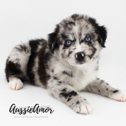 Bi BMM 2 Blue Eyes - AKC - Blue merle male Miniature Australian Shepherd puppy in Pinehurst, Texas from Aussie Amor