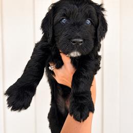 Freeman - Black and white male Aussiedoodle puppy in Greensboro, North Carolina from Glendale Doodles