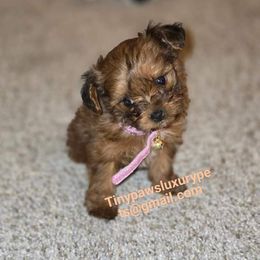 Biewer Terrier, Yorkipoo, and Yorkshire Terrier Puppies from Tiny Paws Luxury Pets