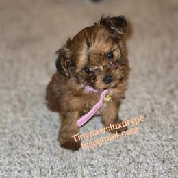 Biewer Terrier, Yorkipoo, and Yorkshire Terrier Puppies from Tiny Paws Luxury Pets