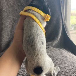 Yellow Girl - Black roan female German Shorthaired Pointer puppy in Morley, Michigan from Winsome Farm