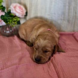 Pumpkin - Golden female Golden Retriever puppy in Fruitland, Idaho from Bethel Retrievers