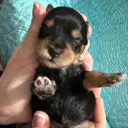 Lancelot boy green Collar - Black male Miniature Schnauzer puppy in Temple, Texas from Schnauzers Of Taylor
