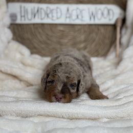 Aussiedoodle Puppies from Silva Ranch Doodles