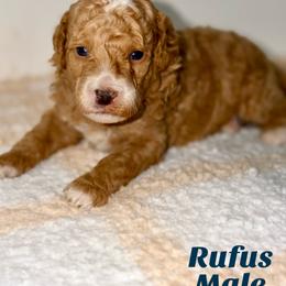 Rufus - Red  male Goldendoodle puppy in Beecher, Illinois from Erica’s Doodles