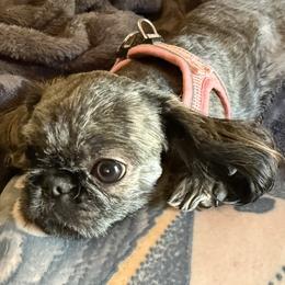 Sadie - Shih Tzu