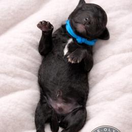 Rhysand - Black male Poodle puppy in Spring Hills, Florida from The Olympus Standard Poodle