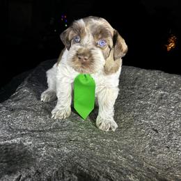 Mark - Parti male Miniature Schnauzer puppy in Hemet, California from Feshia's Miniature Schnauzers
