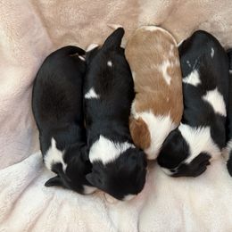 Cavalier King Charles Spaniel Puppies from Storycrest Cavaliers