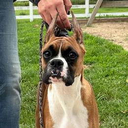 Girl 1 - Fawn female Boxer puppy in Forest City, Iowa from Mt Valley Boxers