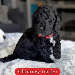 Chimney - Black male Goldendoodle puppy in Frostproof, Florida from Lover Dover Doodles