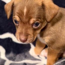 Bates - Chocolate and tan male Chihuahua puppy in Seneca, Missouri from Stephanie’s Puppy Colony