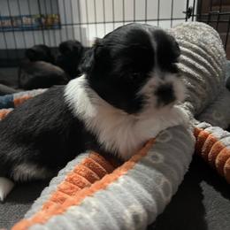 Bouncer - Black and white male Shih Tzu puppy in Fair Grove, Missouri from Hilltop Shih Tzus