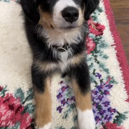 "3 months old" Miniature Australian Shepherd Puppies from Integrity Aussies Tx