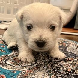 Yellow - White female West Highland White Terrier puppy in Wetumpka, Alabama from Judith's West Highland White Terriers