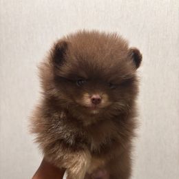 Wilfred - Chocolate and tan Pomeranian puppy in Eastover, North Carolina from Tea-Cake Pomeranians of The Carolinas