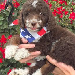 Jett - Tri-color male Bernedoodle puppy in Las Vegas, Nevada from Perfect Bernedoodles