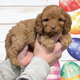 Daisy - Red female Cavapoo puppy in Coshocton, Ohio from Forever Family Puppies
