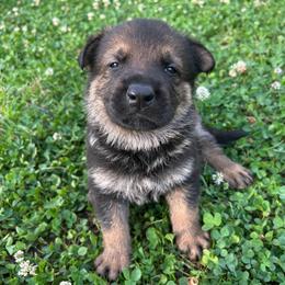 Phoenix - Sable female German Shepherd puppy in Milan, Illinois from Stonewick German Shepherds