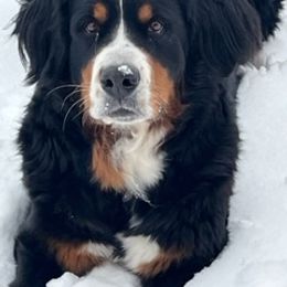 Charlie - Bernese Mountain Dog