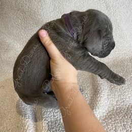 Great Dane Puppies from Parker's Great Danes