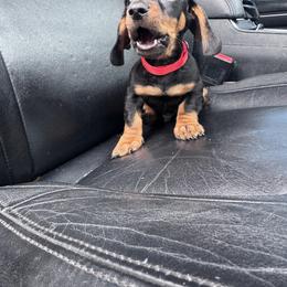 Dachshund Puppies from Dachshund house