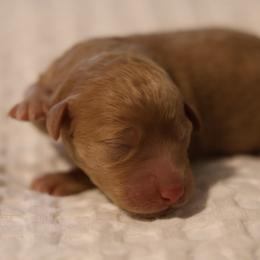 Siena - Apricot female Goldendoodle puppy in Forney, Texas from Diamond Doodle Pups and Poodles