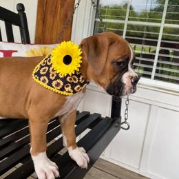 Boxer Puppies from Belue’s Boxers