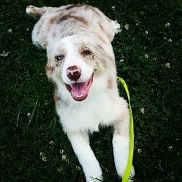 Australian Shepherd Puppies from Johnson Aussies