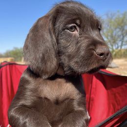 Pudelpointers from Iron Rod Gun Dogs