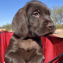 Pudelpointers from Iron Rod Gun Dogs