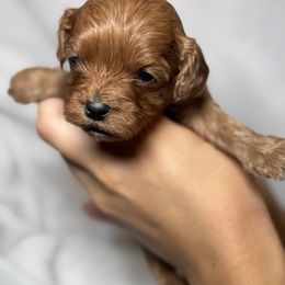 Cavalier King Charles Spaniel and Cavapoo Puppies from Alex Camp