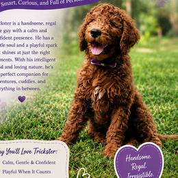 Trickster - Red  male Goldendoodle puppy in Greer, South Carolina from South Paw Doodles