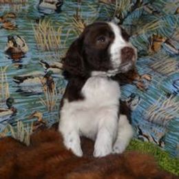 English Springer Spaniel and Poodle Puppies from Haskeez