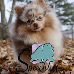 Rain - Pomeranian