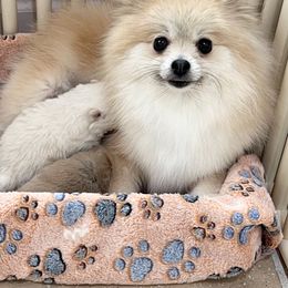 Daisy - Pomeranian