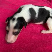 Cormorant - Sable Borzoi puppy in Boring, Oregon from Saxafrax Borzoi