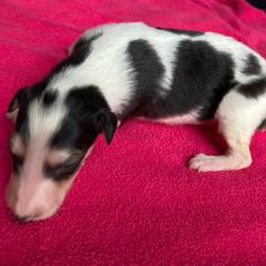 Cormorant - Sable Borzoi puppy in Boring, Oregon from Saxafrax Borzoi