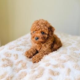 Ray - Apricot male Goldendoodle puppy in Elizabethtown, Kentucky from Reddy Poodles & Doodles
