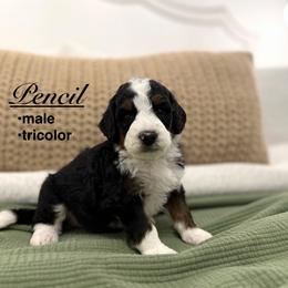 Pencil - Tri-color male Bernedoodle puppy in Jackson, Mississippi from T.M. Poodles & Doodles