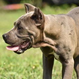 Denali - Gray female Cane Corso puppy in Chestertown, Maryland from Willow Creek Cane Corsos
