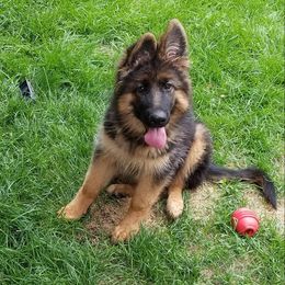 German Shepherd Puppies from Morgen Haus Shepherds