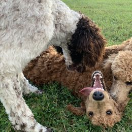 Labradoodles and Poodles from Morrell Town Standards and Doodles