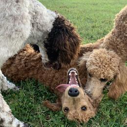 Labradoodles and Poodles from Morrell Town Standards and Doodles