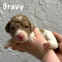 Gravy - Parti male Goldendoodle puppy in Atlantic Beach, Florida from Glamorous Golden Doodles