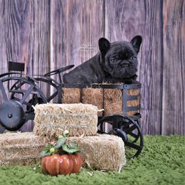 French Bulldog Puppies from Bullish Pride